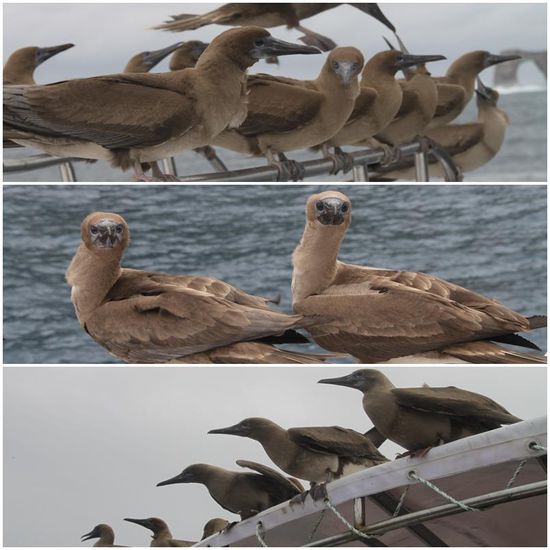 Die Tölpel ließen sich direkt bei unserer Ankunft an den Inseln auf dem Boot nieder und ließen sich auch schön hin und her kutschieren. 
Für uns waren sie ein prima Zeitvertreib, denn es wurde sich immer um die besten Plätze gezankt und die Landemanöver haben stark an Quacks, den Bruchpiloten, erinnert. Zudem waren die Tierchen sehr neugierig und furchtlos, so dass man auch kleine Choreos mit ihnen einstudieren konnte (s. Video). 
Die Schiffscrew hat bei Sichtung des Federviehs nur die Augen verrollt und später verstanden wir dann auch warum. Irgendwer muss ja anschließend die ganze Sauerei wieder wegputzen