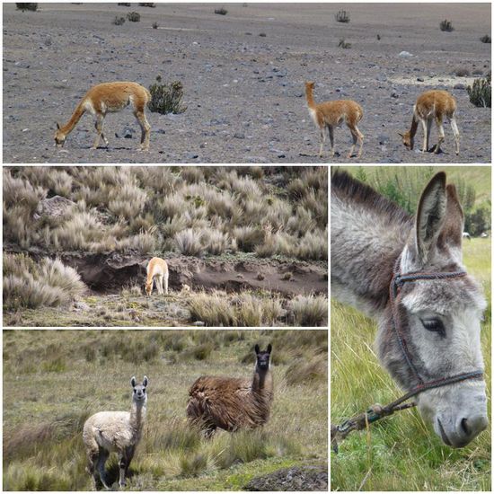 Diverses Zottelgetier 
Ganz oben: Vicuñas, wilde Verwandte des Lamas mit einer der feinsten Wolle der Welt, die schnell mal einige Tausend Euro kosten kann.