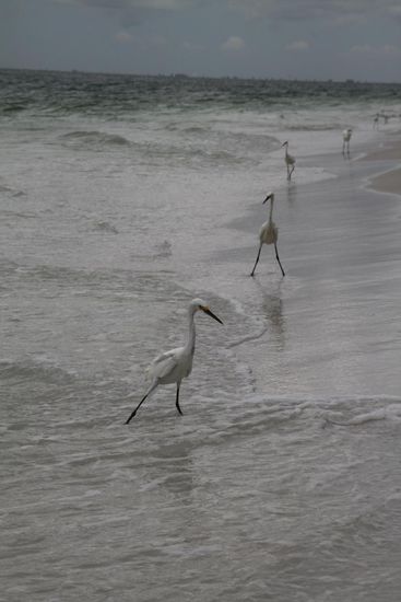 Die kleinen Fischfresser haben sich den Strand perfekt aufgeteilt. Jeder hat sein Revier, stellt sich in Türstehermanier in Bereitschaft und dann geht es auf die Jagd, wenn die Welle wieder zurück ins Meer rollt.