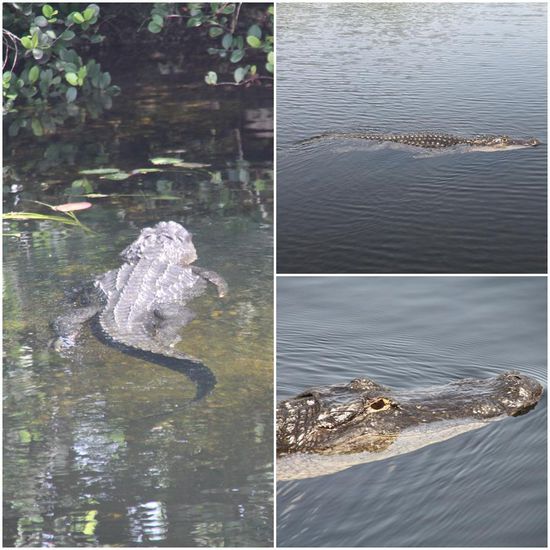 Auch hier war es wieder erstaunlich wie elegant und ruhig der Alligator im Wasser an uns vorbeigezogen ist.