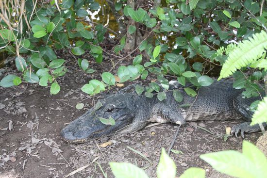 Dieser Kollege hatte in jüngeren Jahren wohl mal eine schlechte Erfahrung, die ihm die vordere linke "Pfote" gekostet hatte. Scheint aber nicht weiter von Nachteil gewesen zu sein.