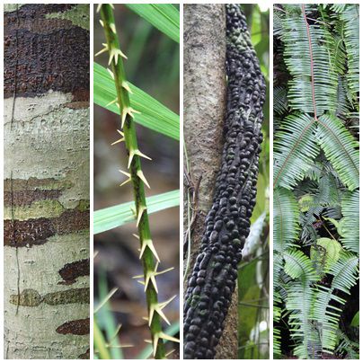 Shades of Green
