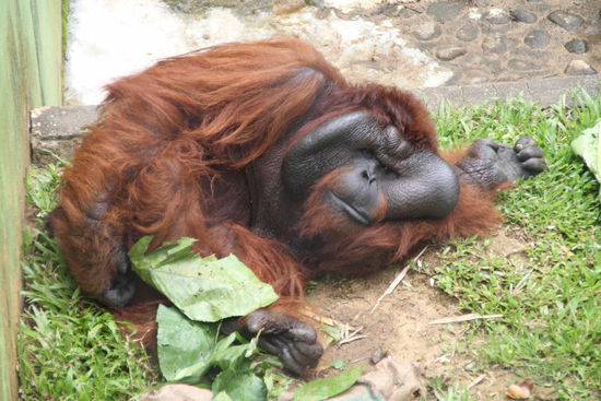 Aman, der Platzhirsch
Er ist weltbekannt, da er einer der größten Orang Utan Männchen ist und der erste Affe, der jemals einer Augen OP unterzogen wurde, die 10 Jahre Blindheit beendete.
Leider fehlt ihm aber auch noch die Zunge. Er hatte mal in einen Elektrozaun gebissen...