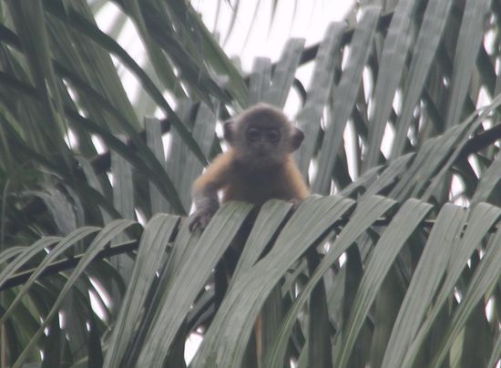Silvered Leaf Monkey, ca. 2 Monate alt (auf deutsch "Silberner Haubenlangur", was für eine Übersetzung...)
Als Baby haben sie noch ein rotes Fell, welches es der Mutter leichter macht, es im Dschungel wieder zu finden.