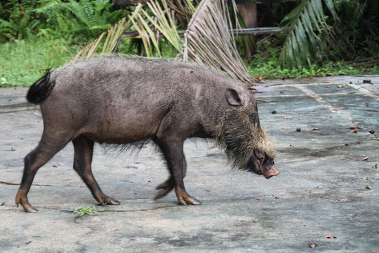 .... doch nun genug der Schweinereien....