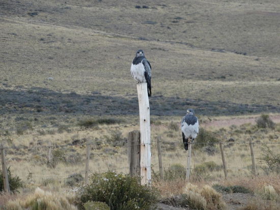 wer hier wen beobachtet ist nicht ganz klar 