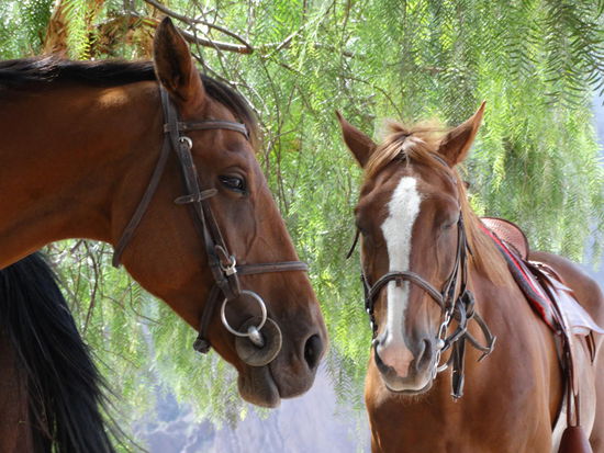 rechts Hanna's Springer - links Lorenz' Werferin 