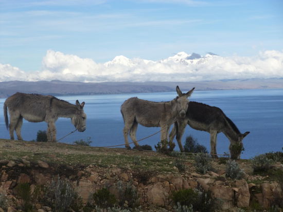 Esel und Lamas sind auf der Isla del Sol das einzige Transportmittel, insofern, Esel wohin man schaut!