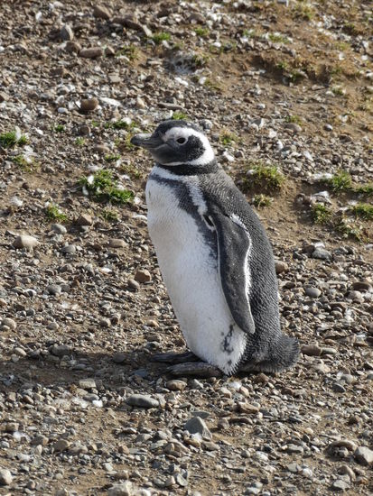 Jugendlicher Pinguin