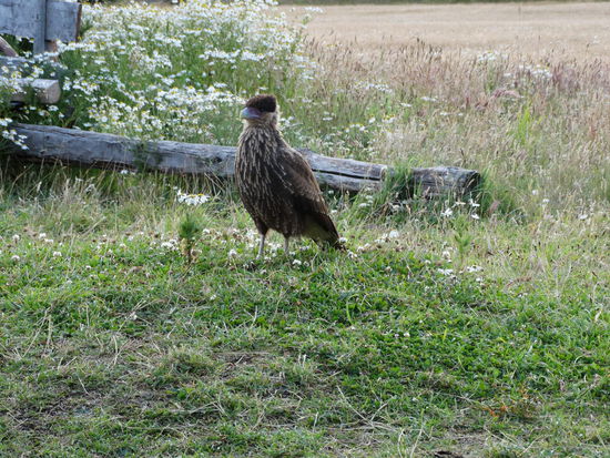 ohne viel Zoom aufgenommen - sie oder er war sehr zutraulich 