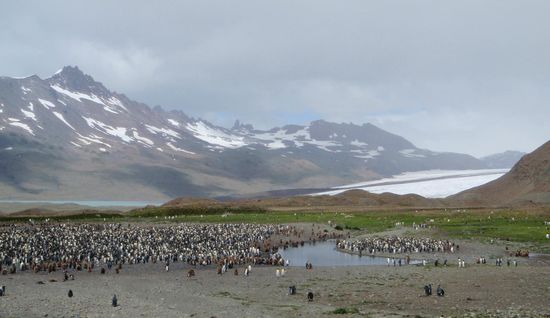Die von grandiosen Bergen eingerahmte Fortuna Bay, ist das Reich der Königspinguine. Hier lebt eine riesige Kolonie, rechts am Weg werden die Eier ausgebrütet. Die Jungen aus dem Vorjahr haben teilweise noch ihr braunes Fell und sind schon so groß wie die Erwachsenen.