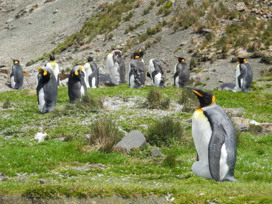 Hier sehen wir brütende Pinguine, das Ei liegt unter dem Fell zwischen den Füssen wie im Vordergrund an dem Wulst zu sehen ist.