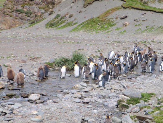 Die mit dem kuscheligen braunen Fell befinden sich noch in der Mauser, wenn diese beendet ist, geht`s zum schwimmen ins Meer!