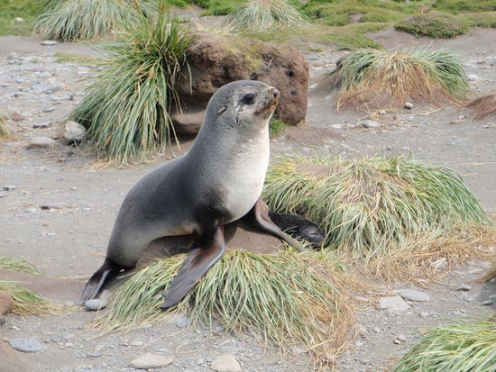 Die Babys sind neugierig, flink und schnell, es "wuzelt" wie im Kindergarten, vor allem wenn sie sich im Wasser befinden.