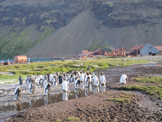 Um 16:00 ankern wir in  Stromness Bay, in der Shackleton 1916 nach Verlust seines Schiffes Hilfe holte. Mit letzter Kraft überschritt er die Berge mit 2 Begleitern von King Haakon Bay quer durch die Insel zur Stromness Bay. Uns begrüßen wieder Pinguine und Robben.