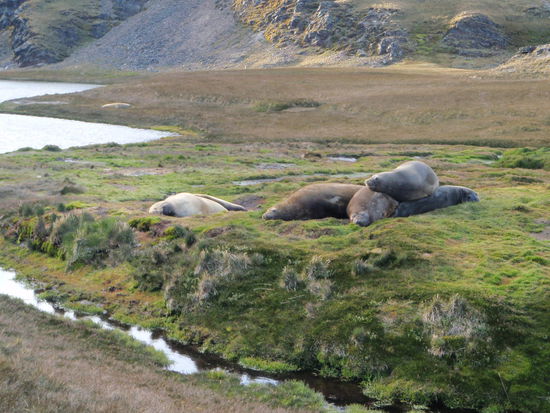 Wir wandern zum Gletschersee und können dort See Elephanten sehen.