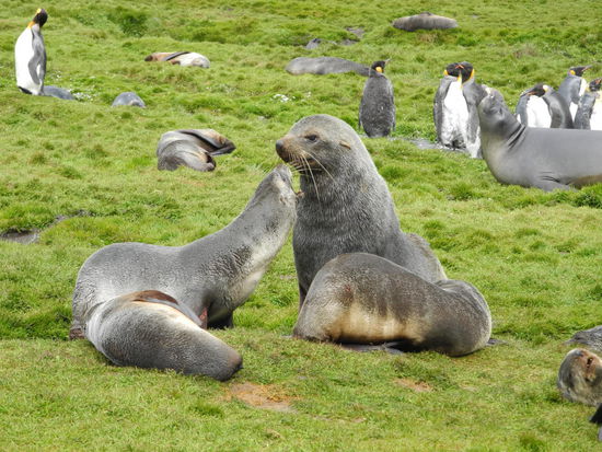 Ein Seelöwe ist für einen Harem verantwortlich, dieser wird ihm ständig von anderen Bullen streitig gemacht. Bei diesen Kämpfen, auch in jungen Jahren sterben viele Bullen, deshalb gibt es viel mehr Muttertiere.