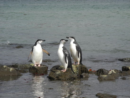 Ob die Pinguine sich auch über das warme Wasser freuen ist unbekannt. Jedenfalls sind sie sooo lieb.