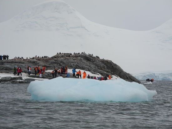 Somit werden wir aufgeteilt, ca. 60 People können auf der Goudier Insel die Tiere beobachten und der Rest geht ins Museum. Diese Insel gehört den Pinguinen, so nahe können wir ihnen nie wieder kommen, denn  5 m Mindestabstand gilt nur für uns Menschen, nicht für die Tiere.