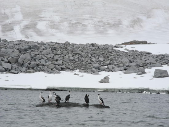 Hier fühlen sich die Kormorane, welche nur in Südamerika vorkommen ebenfalls wohl und brüten an Land neben den Pinguinen. Wir haben diese im Wasser oft mit Pinguinen verwechselt. Die Kormorane waren bei den Kapitänen sehr beliebt, denn sie sind dafür bekannt, dass sie sich Nahe an Land aufhalten und so spielten sie früher die Rolle des Lotsen.
