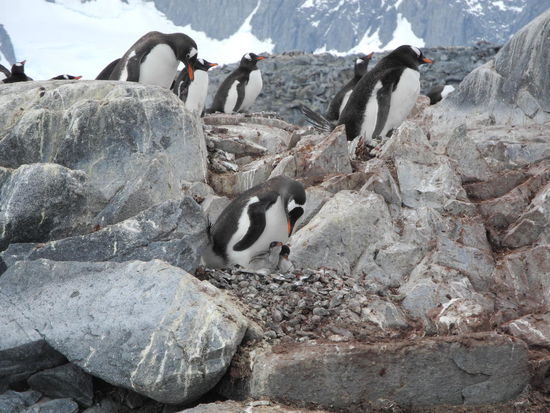 Wir konnten immer wieder Pinguine beim Steine sammeln beobachten. Diese benötigen sie, damit die Eier nicht aus dem Nest fallen. Herr und Frau Pinguin brüten die Eier gemeinsam aus. Einer von beiden ist immer auf Futtersuche. Hier gibt es genügend davon, die Forscher nennen es Kryll, den antarktischen Cocktail.