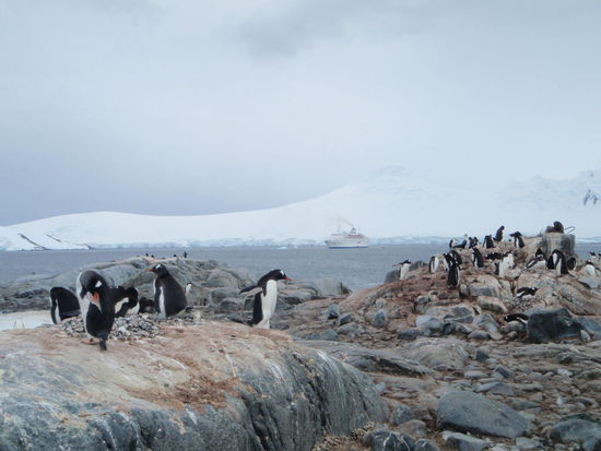 Plötzlich viel Geschrei, alle sind ganz aufgeregt, es kreisen mehrere Skuas über die Pinguinkolonie. Zuerst wird erkundet, wie aufmerksam sich die Eltern um den Nachwuchs kümmern. Wir sahen, wie sich einer dieser Raubvögel auf ein Nest stürzte und mit einem unbewachten Küken davon flog. Gott sei Dank haben die meisten Pinguine zwei Kinder, so dass sie sich noch um eines kümmern können und nicht sooo traurig sind.