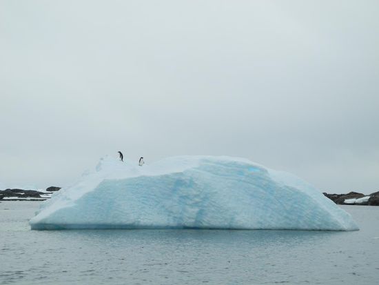 Auf das haben wir lange gewartet, mit Blick auf ein Adeli Pinguinpärchen verabschieden wir uns vom 6. Kontinent.
Jetzt haben wir wieder zwei Seetage vor uns, unter anderem die Überfahrt durch die Drake Passage. Heute werden wir mit einem bayerischen Frühschoppen, es gibt Leberkäs Semmeln mit Gratis Bier vom Fass, verwöhnt.