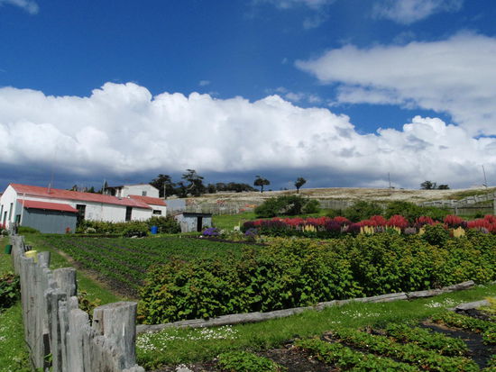 Am nächsten Tag holen uns Chrstian und Heike mit dem Mietwagen vom Hotel ab, sie nehmen uns mit zur Estanzia Haberton. Die älteste Farm auf Feuerland wurde vom britischen Missionar Thomas Bridges und seinem Sohn Lucas gegründet. Sie versuchten die bedrohten Indianer zu schützen, gaben ihnen Kleidung und Essen. Heute ist die Estanzia in den Sommermonaten bewirtschaftet, es arbeiten hier junge Leute aus Buenos Aires, die Versorgung besteht weitgehend aus Selbstanbau, der Kuchen ist hausgemacht.