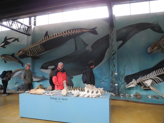 Das Museum auf der Estanzia ist sehr interessant, hier können wir viele Meerestiere in ihrer Originalgröße bestaunen. Diese Skelette stammen von seltenen Meeressäugern und Vögeln, welche am Strand angeschwemmt wurden.