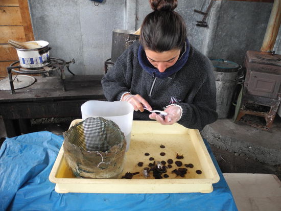 Mit Hilfe von Mitarbeitern, Studenten und Freiwilligen werden hier immer noch aktuelle Funde bearbeitet. Hier werden verschiedene Teile der gefundenen Reste gereinigt.
