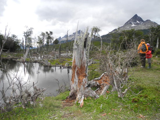 Wir sollten uns immer am Fluß halten, das ist der richtige Weg. In der Dämmerung sahen wir plötzlich viele Biber, die im Fluss schwammen um Äste und Zweige für ihre Bauten zu sammeln! Etwas verspätet kamen wir mit einem riesigen Hunger nach Ushuaia zurück und belohnten uns mit einem köstlichen Dinner!