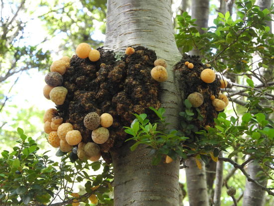 Diese Frucht wird auch "Darwin Bread" genannt, erklärte uns ein Guide. Wir haben sie probiert, schmeckt süß und wenn es nichts anderes zu essen gibt, wird man bestimmt satt damit.