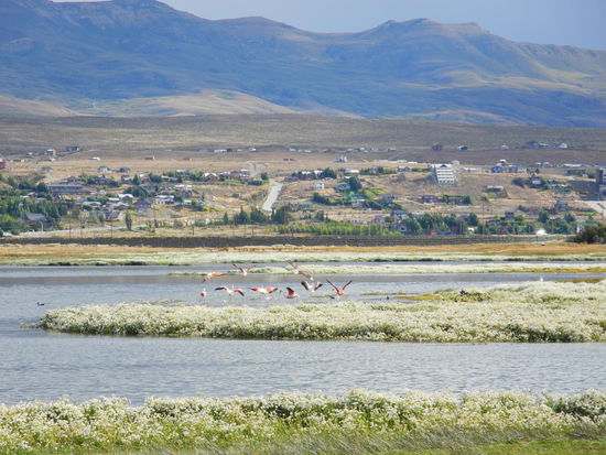 Auf unserer Rückfahrt sehen wir wieder die Flamingos in der Lagune des Lago Argentino. Der Zoom unserer Kameras war leider zu gering, um diese besser ins Bild zu bringen. Ein erlebnisreicher Tag klingt aus! 
Morgen verabschieden wir uns von Argentiniens Gletscherwelt, mit dem Bus fahren wir weiter nach Puerto Natales in Chile.
Wir sind gespannt, ob wir eine Treckingtour machen können, denn von hier aus und im Internet waren alle Unterkünfte des Nationalparks ausgebucht!