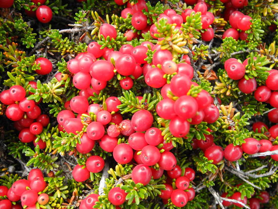 Calafate Beere, die Marmelade schmeckt köstlich!