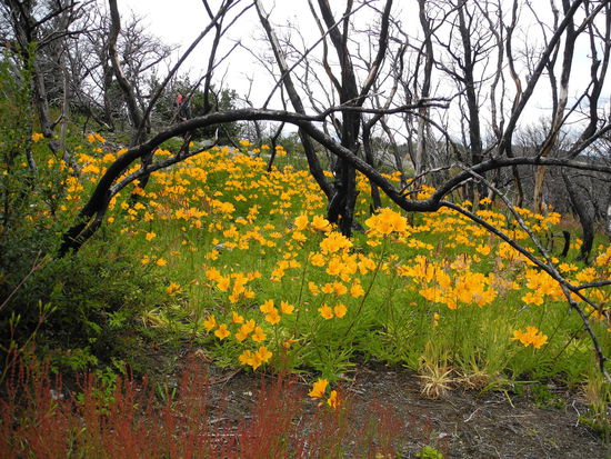Die Vegetation unter den verkohlten Bäumen ist richtig farbenfroh!