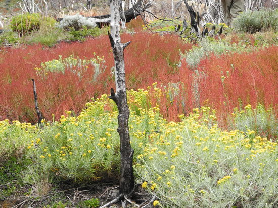 Spätestens um 14:00 Uhr müssen wir uns auf den Rückweg machen, unser Schiff geht um 18:30 Uhr. Wir gehen noch einmal durch bunte Gräser und viele Blumenfelder.