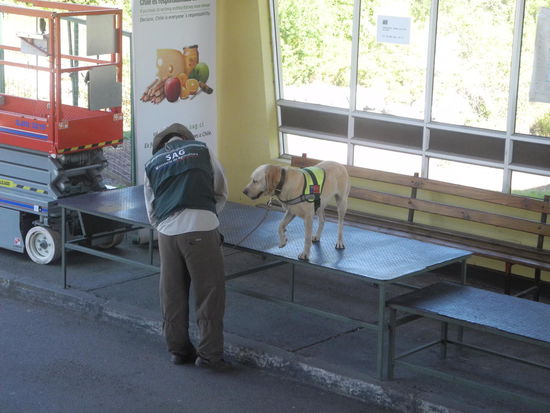 Mit dem Bus gehts wieder weiter über Osorno zu den Vulkanen nach Pukon. An der Grenze zu Chile  wird wieder mal kontrolliert, ob wir Lebensmittel dabei haben, die nicht eingeführt werden dürfen.  Wie beim letzten Mal mussten wir alle mit unserem Handgepäck aussteigen und zur Paßkontrolle gehen. Alle Taschen etc. aus dem Kofferraum wurden ausgeladen und der "Schnüffelhund" war an der Reihe. 
Danach waren alle Koffer wieder im Bus, bis auf zwei, Gerhards Tasche war dabei. Wir überlegen, was der Hund wohl geschnüffelt haben könnte, Koffer öffnen  - was war drin? Eine Flasche Fernet, da hat sogar der Grenzbeamte geschmunzelt.