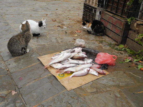 Frischer Fisch, wie lecker, die warten auf eine Gelegenheit, wenn keiner hinsieht!