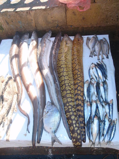 Die Auswahl ist riesig!