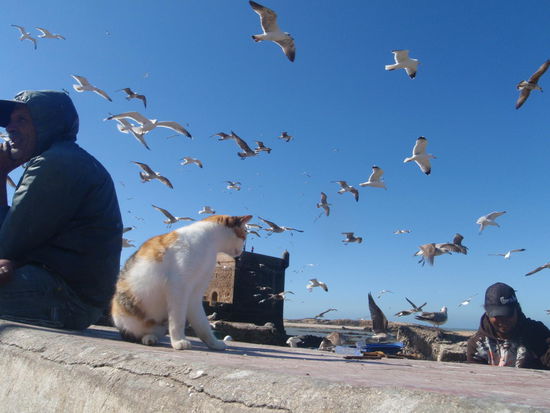 Jeder lauert auf ein Häppchen!