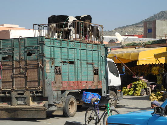 Im Bananendorf Tamri kaufen wir die köstlichen kleinen Bananen und bedauern die Kühe auf dem Lastwagen.