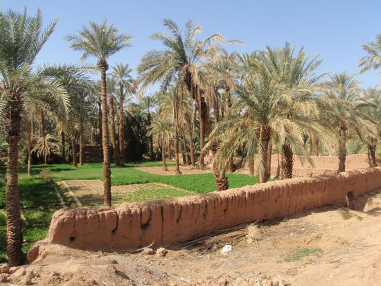 Die Palmengärten sind im Besitz von größeren Familien, welche ein Drittel der Ernte an ihre Arbeiter abgeben.