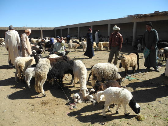 Der Schafsmarkt spielt sich noch genauso ab wie vor hundert Jahren.