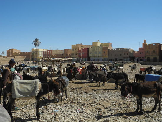 Der Eselsmarkt ist gleich nebenan, am Nachmittag hat er sich schon etwas gelichtet. Wir hören sie schon von weitem mit ihren Brunftschreien und Gewieher.