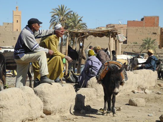 Welcher ist der schönste Esel?