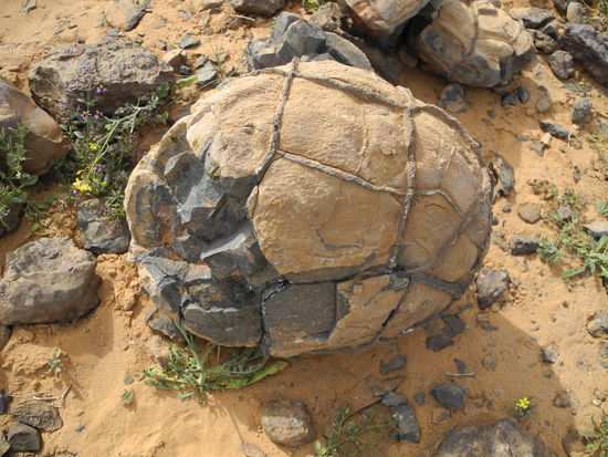 Diese vom Guide als "Bomb" bezeichneten Steine mit eigenartigen Gitterlinien stammen von Vulkanausbrüchen.