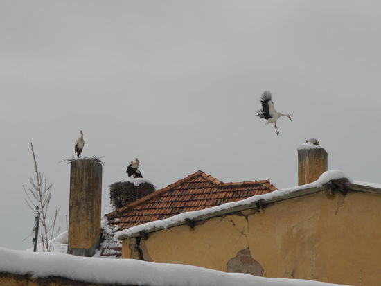 Die Störche im Winterlager haben es auch nicht leicht bei ihrem Nestbau.
