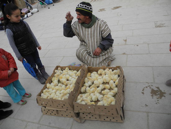 Lebende Küken, es gibt sie auch in bunt!