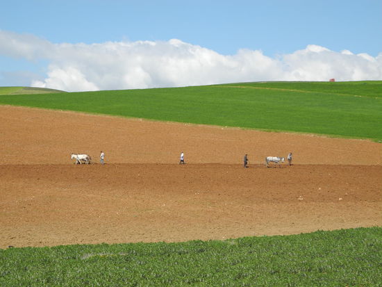 Die Felder werden mit Holzpflügen bestellt.