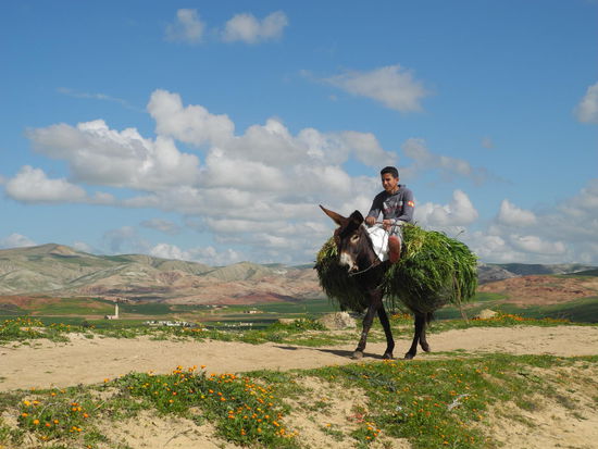 Der Esel trägt sein Futter selbst.